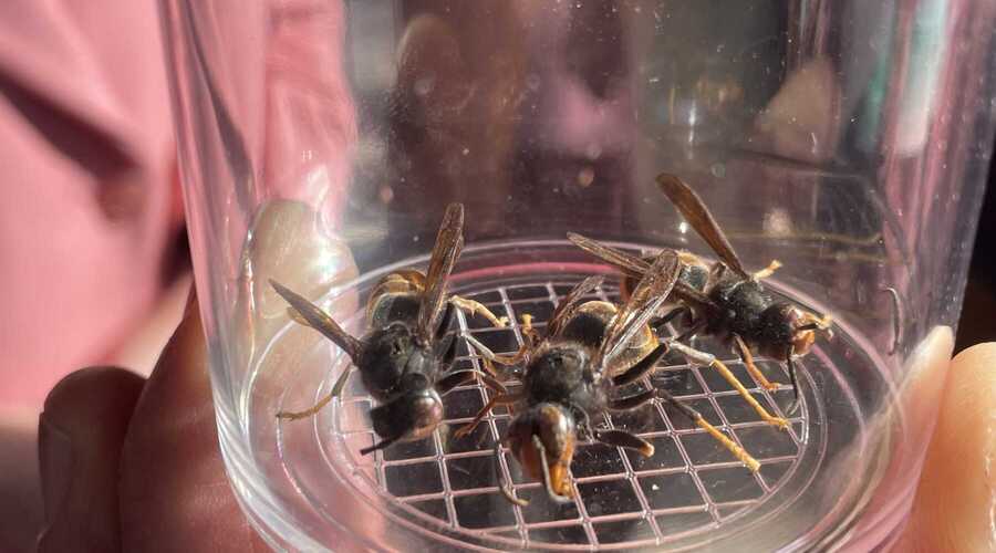 Verdelging Aziatische hoornaar: zo werkt het in Oost-Vlaanderen